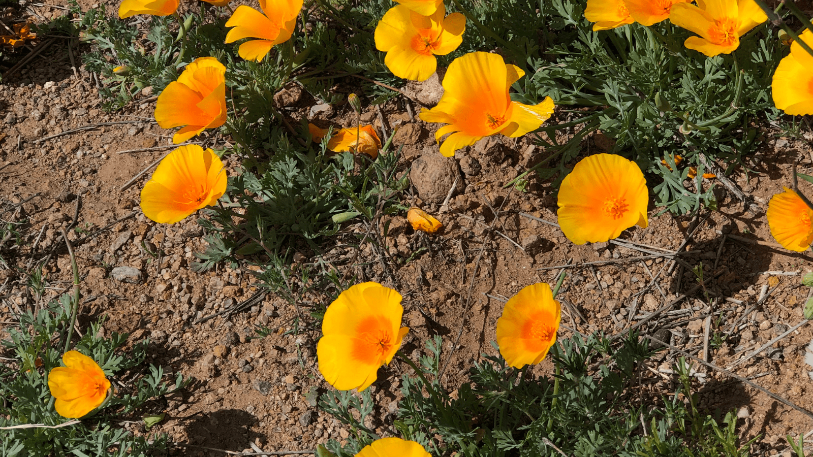 las cruces post • Women's Reproductive Clinic of New Mexico las-cruces-wild-flowers-yellow