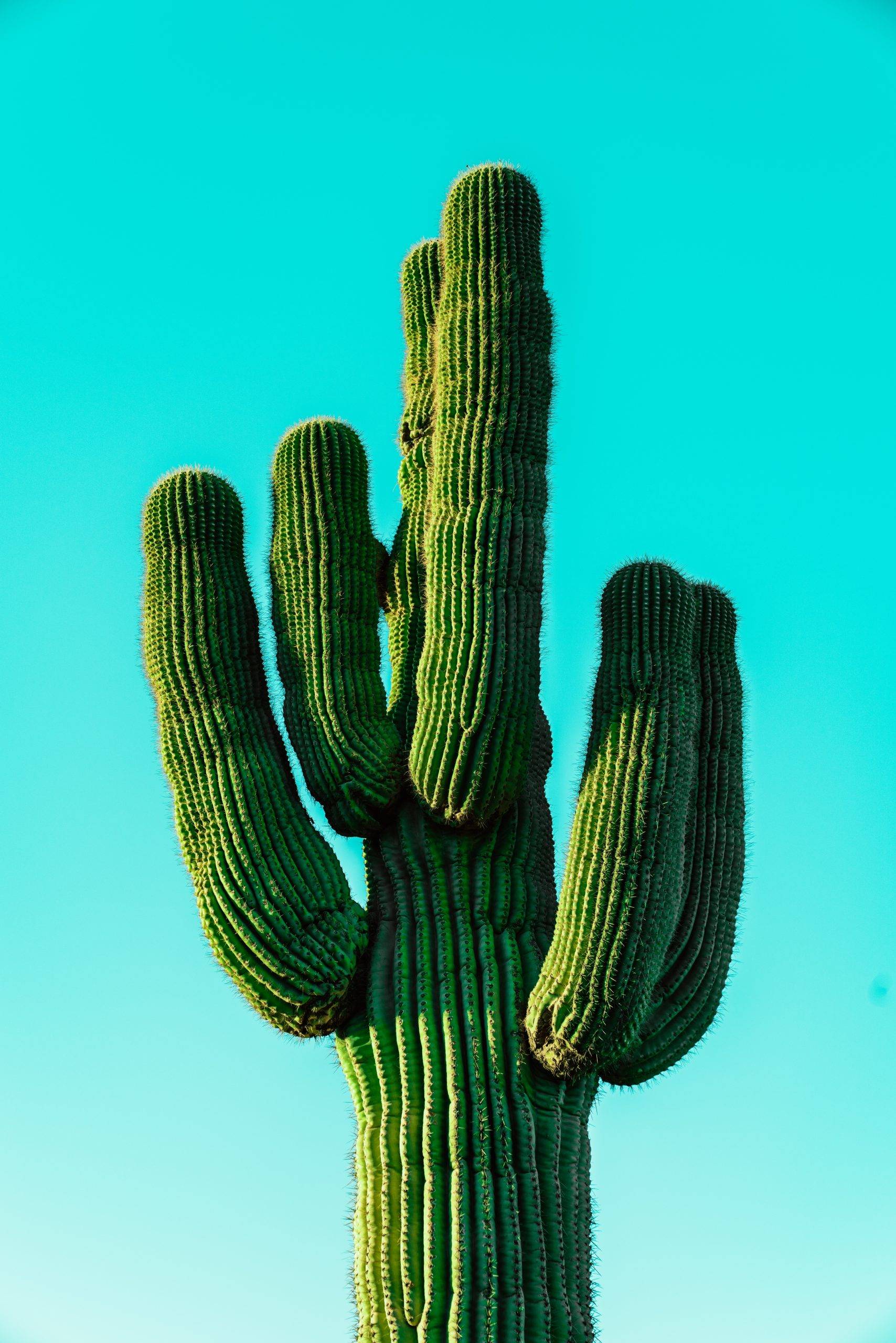 green-cactus-teal-background-tuscon-scaled