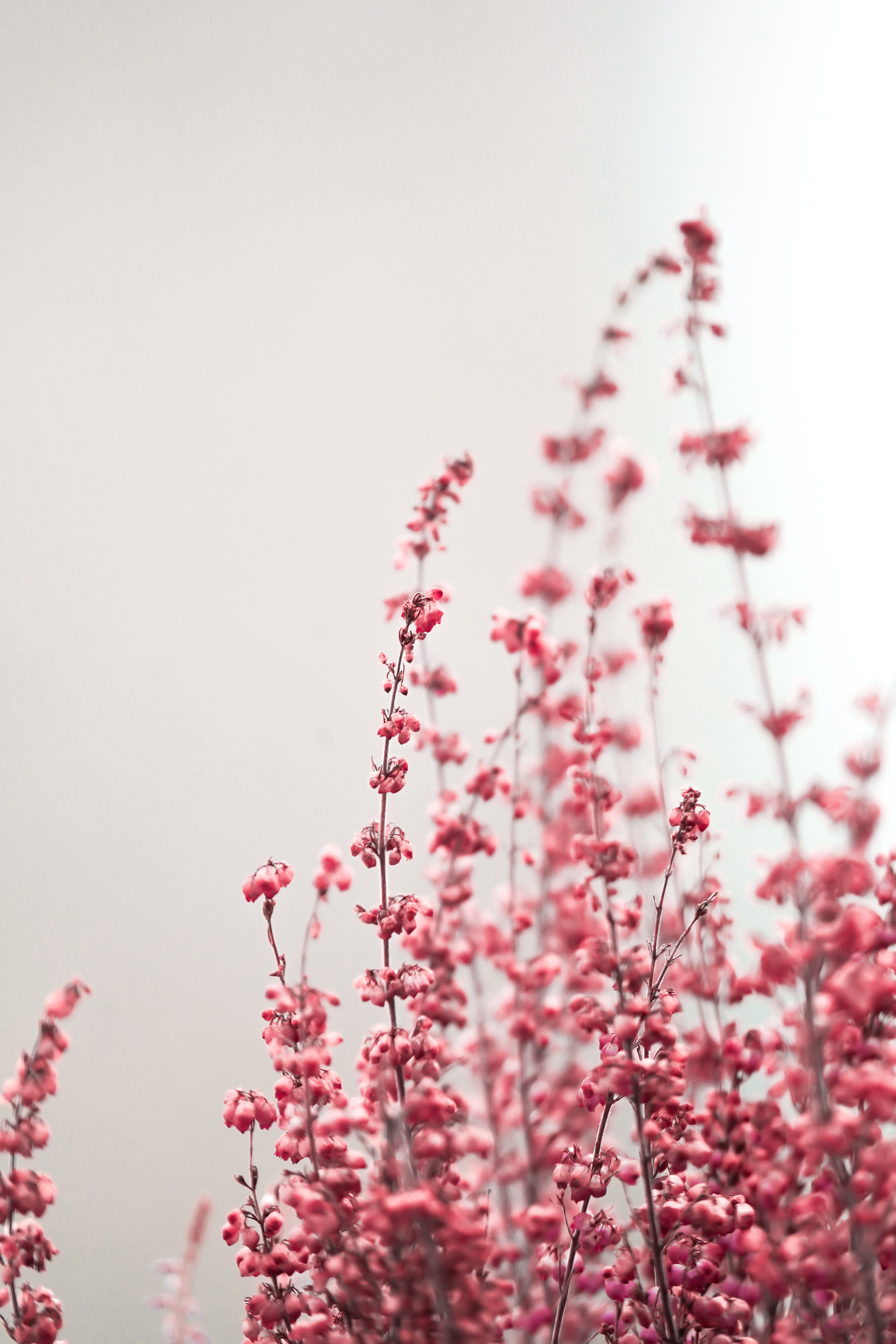 pink-flowers-grey-sky