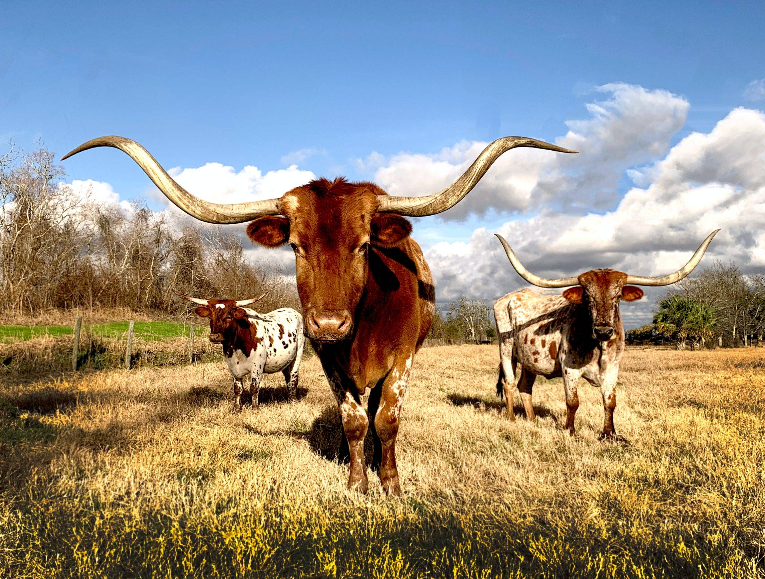 cows-long-horns-san-antonio