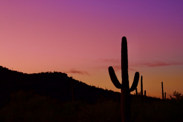 tucson-abortion-cactus-sunset