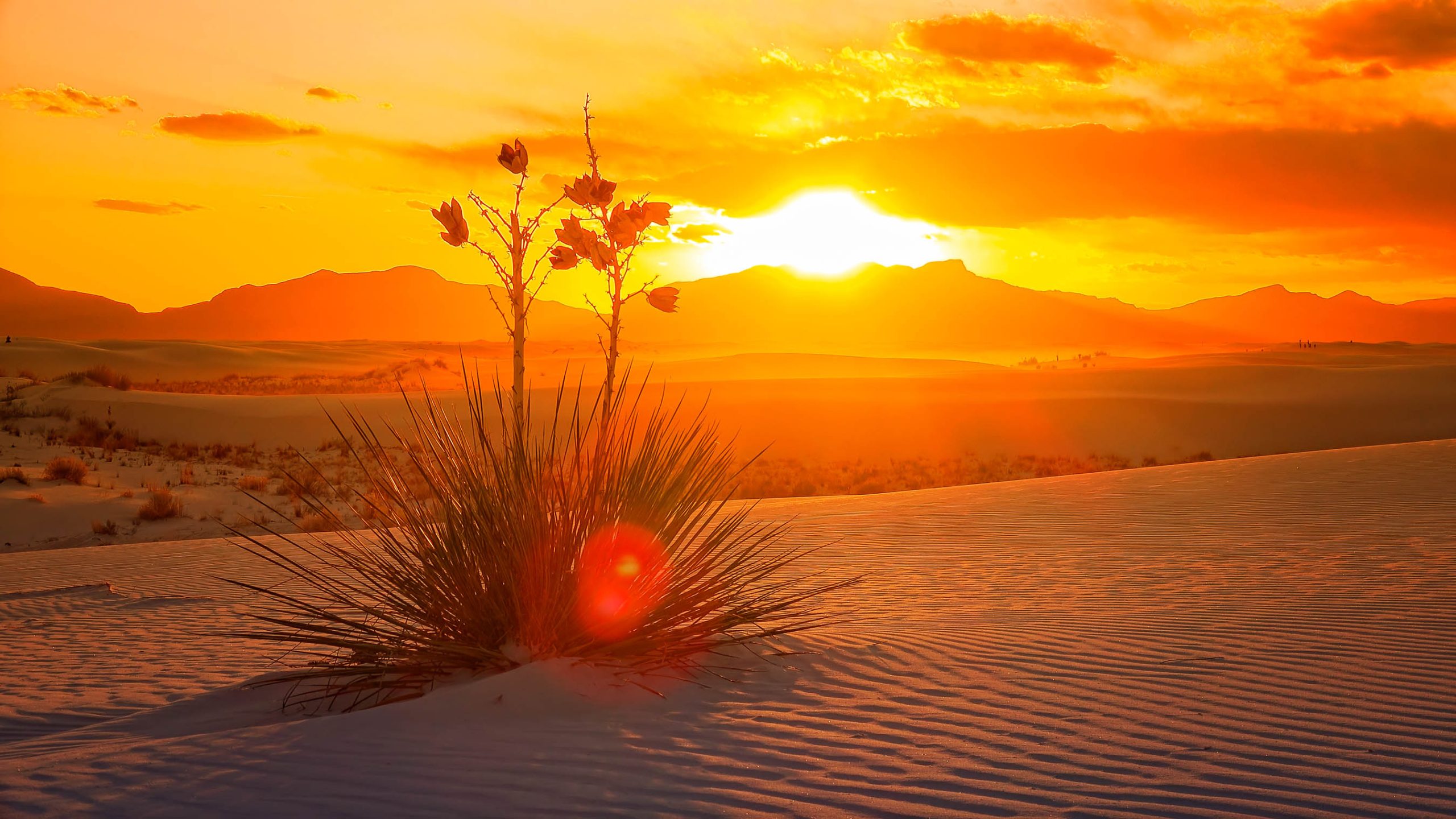 Abortion pill Las Cruces, New Mexico - most trusted medication abortion clinic.